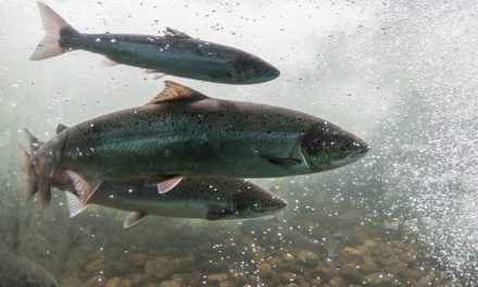 More Action Needed to Prevent Scottish Salmon Farms Impact on Wild Atlantic Salmon