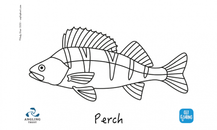 Kids Club | Colouring in – perch