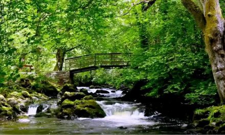 Relax By A River