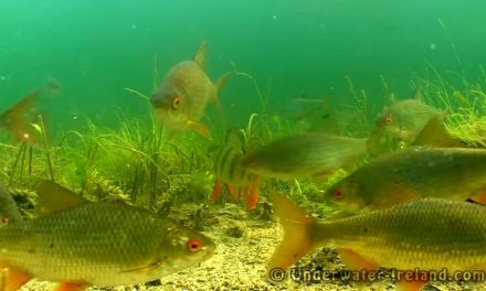 Coarse Fish Feeding Underwater