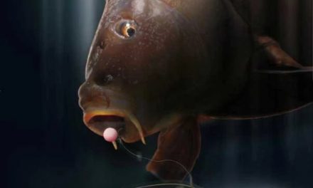 Korda Underwater Carp Fishing