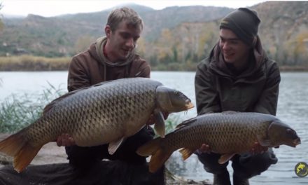 CARP AND CATFISH FISHING on the Ebro: THE EBRO SAFARI