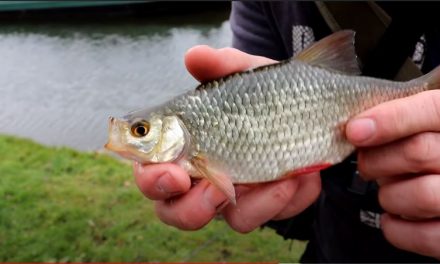Micro Lure Fishing – Roach & Rudd on Lures!