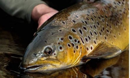 WTT Guide to To Catch & Release