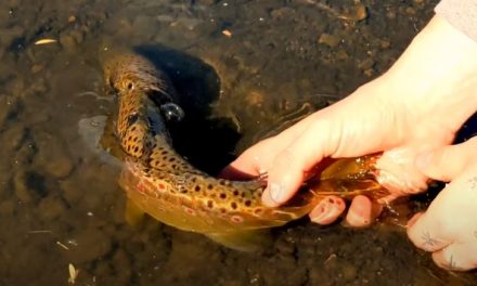 Trout Release Compilation