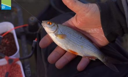 20 AWESOME Roach Fishing Tips!
