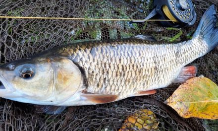 Winter Fly Fishing for Chub and Perch