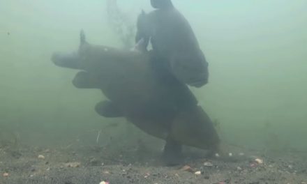 Tench on The Float – Underwater Footage