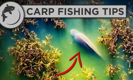 How To Catch MORE Carp This Spring
