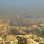 Grayling Fishing Essentials!