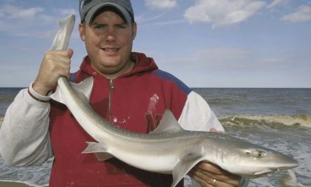 Success with SmoothHounds