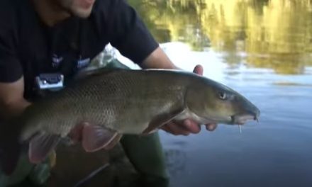 Hemp & Casters For Daytime Summer Barbel!