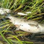 River Ray Pollution Incident: Anglers Against Pollution