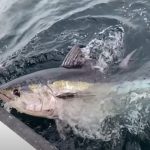 Blue Fin Tuna Are Back In UK Waters!!!