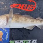 Whitby Pier Cod!