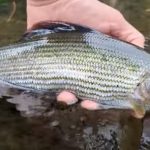 Grayling In The Welsh Valleys!