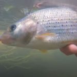Fishing For Potential Record Grayling On The River Frome!